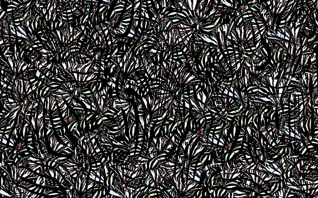 Pru in Zebra Butterfly by FELDER FELDER